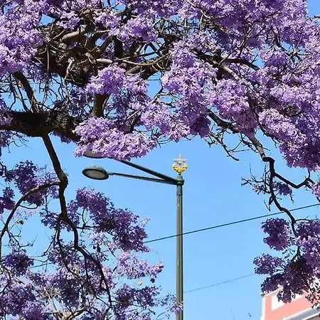 Appartement Jacaranda, Your Stylish Retreat In *