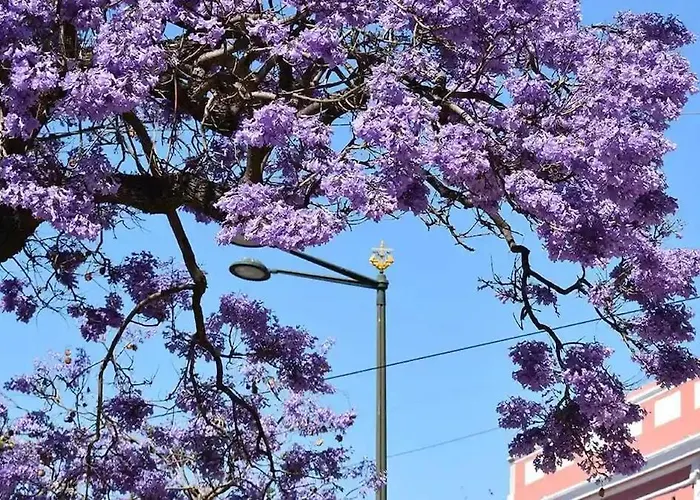 Appartement Jacaranda, Your Stylish Retreat In *